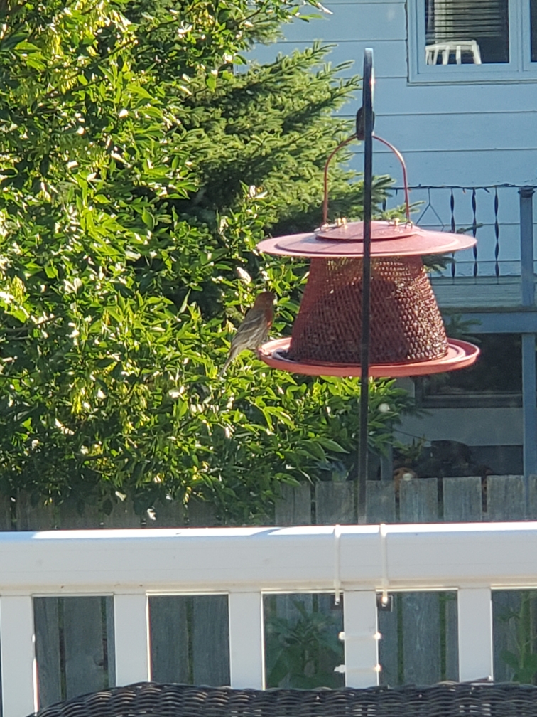 House Finch