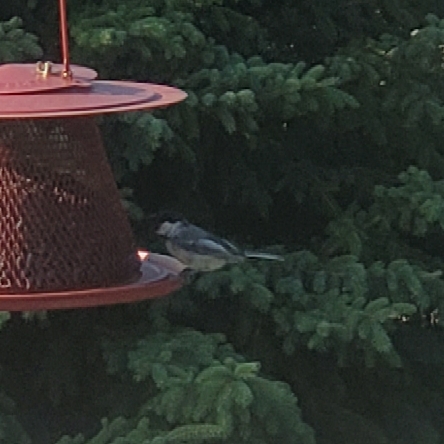 Black-capped Chickadee