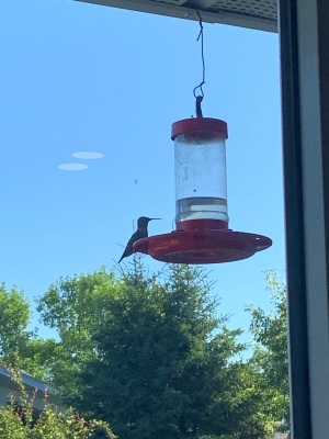 Colibrì golarubino