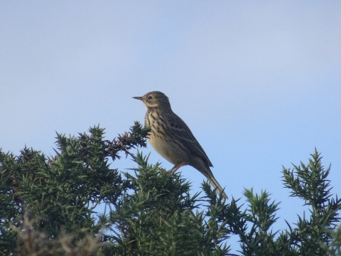 Pipit farlouse