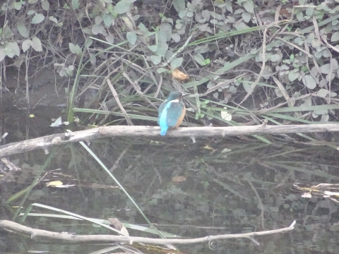 Common Kingfisher