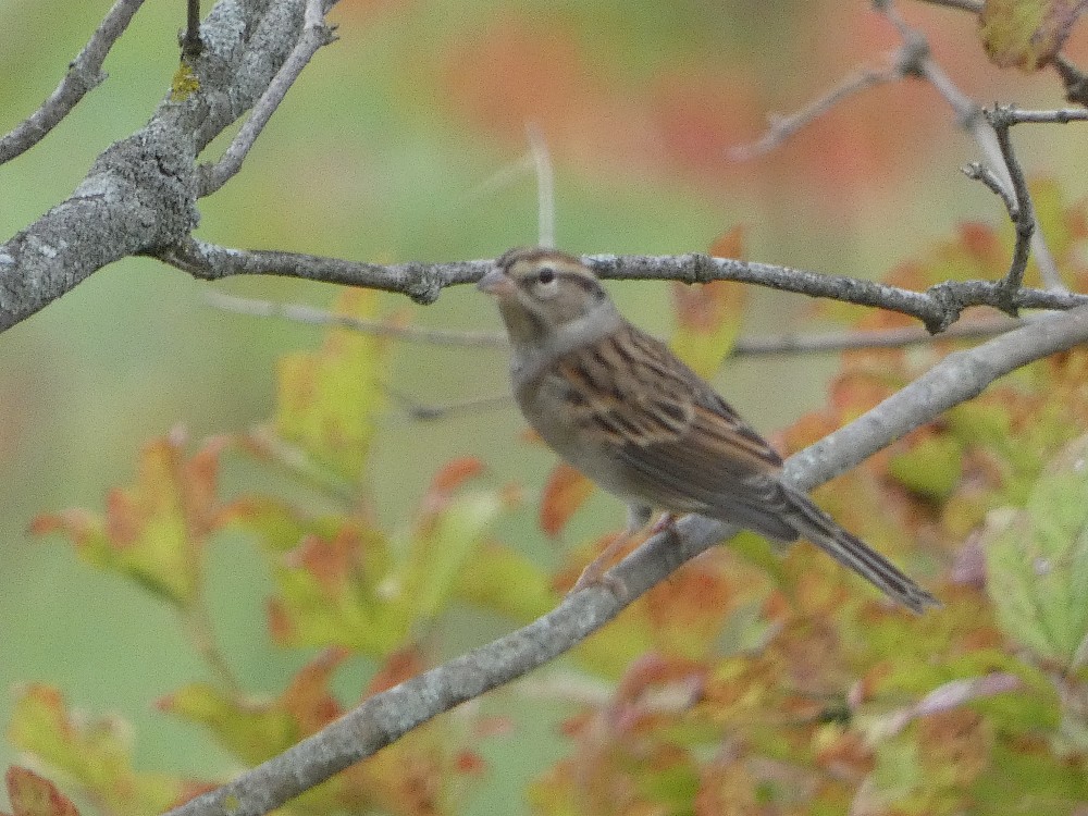 Chipping Sparrow