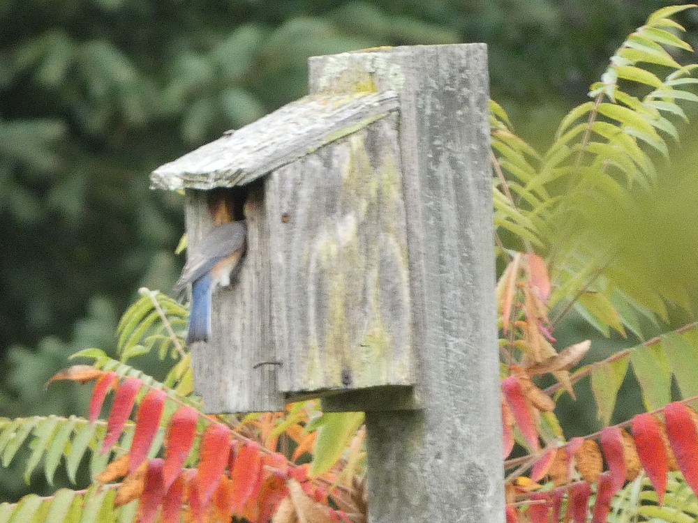 Eastern Bluebird