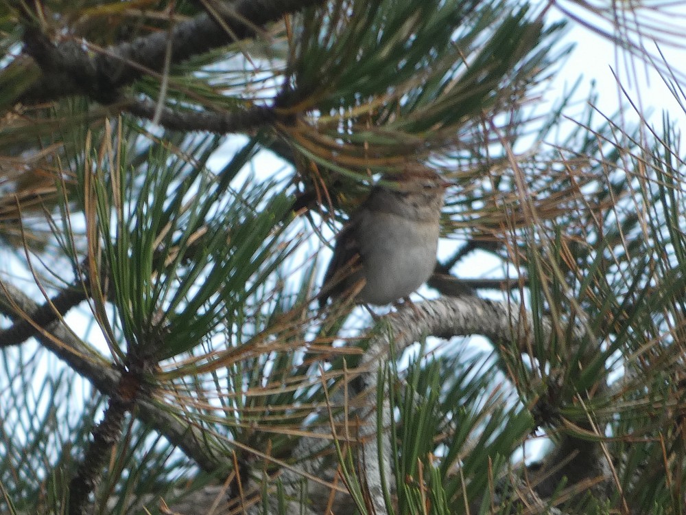 Chipping Sparrow