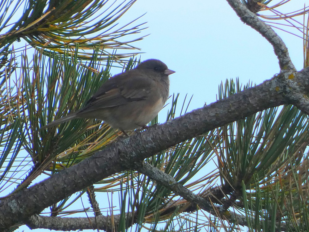 Dark-eyed Junco