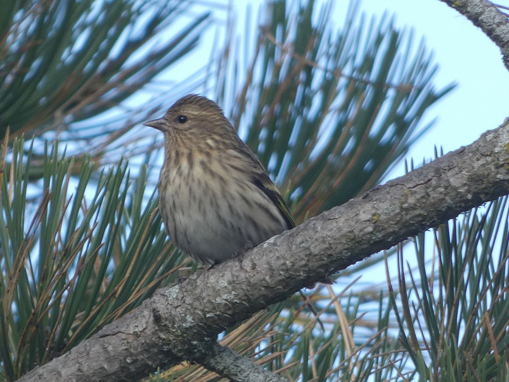 Pine Siskin