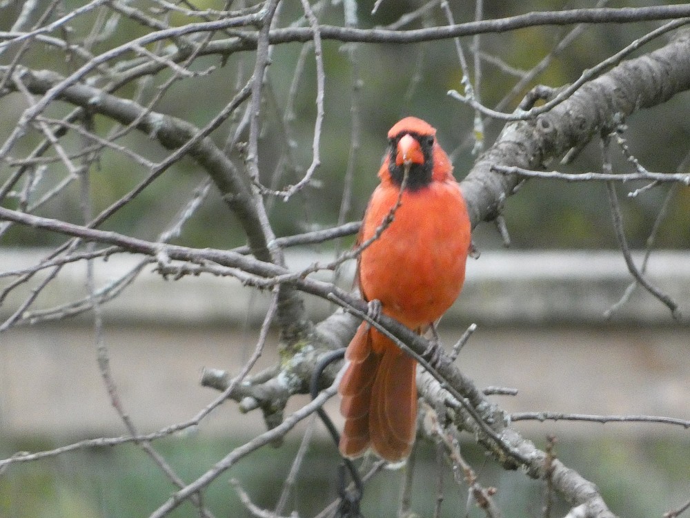 Cardinal rouge