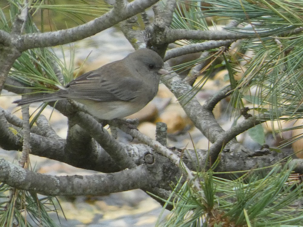 Junco