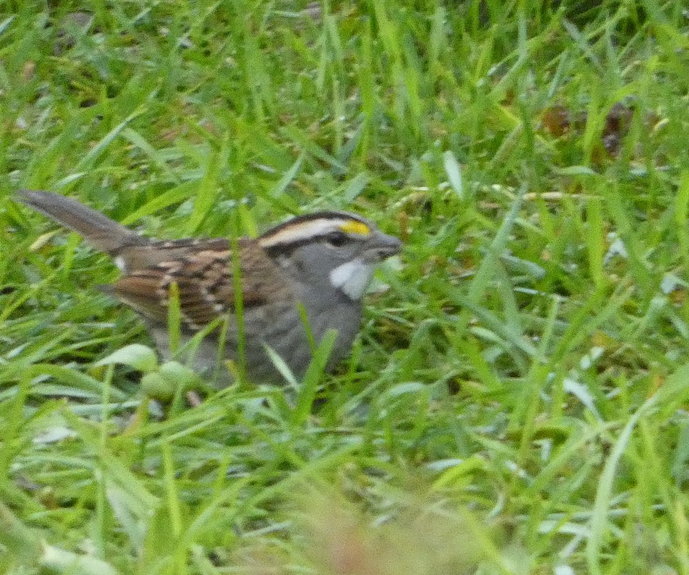 White-throated Sparrow