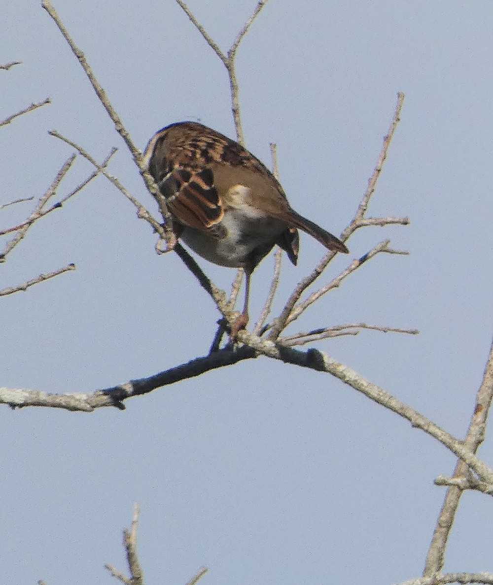 White-crowned Sparrow