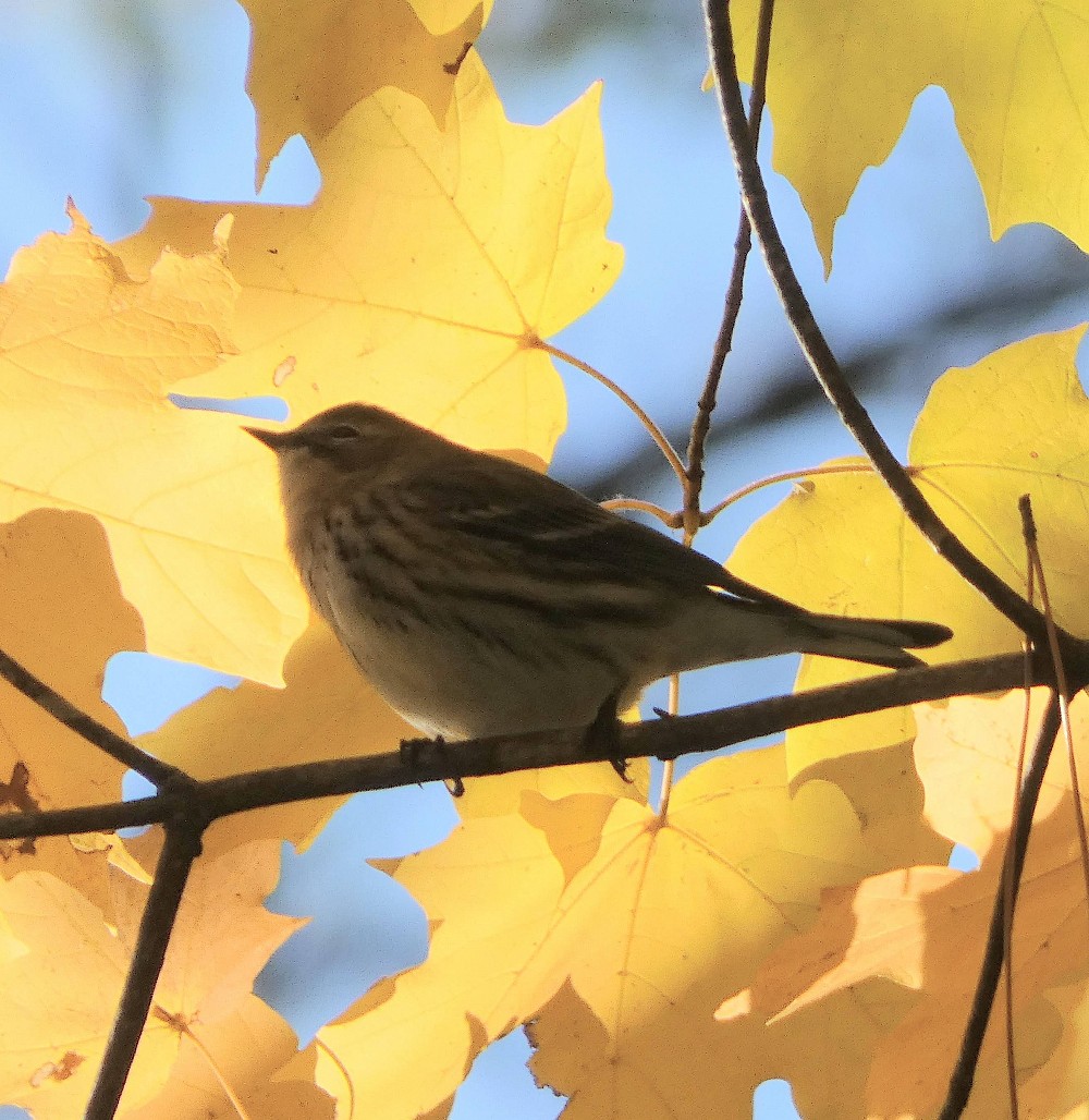 Yellow-rumped Warbler