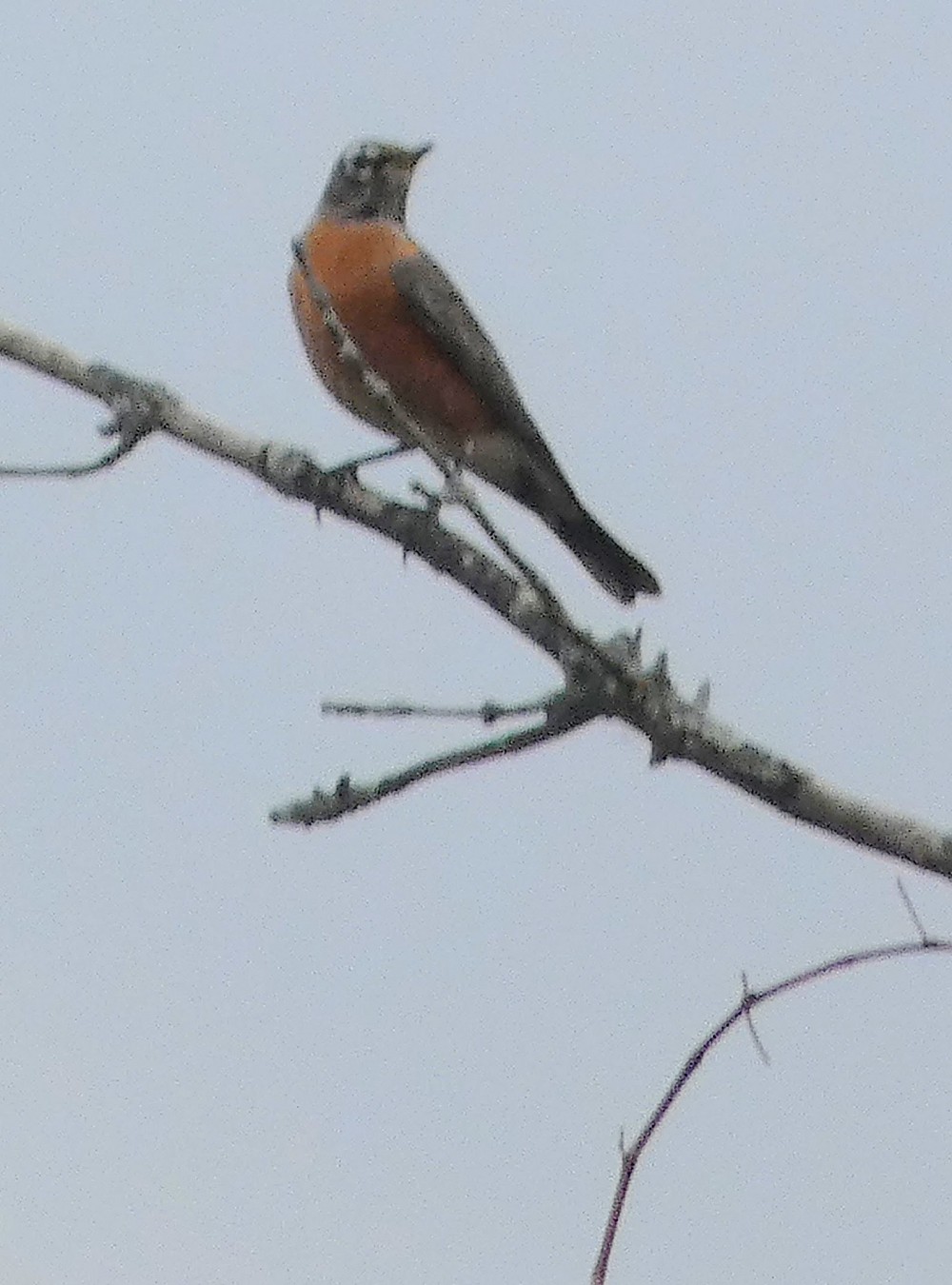 American Robin