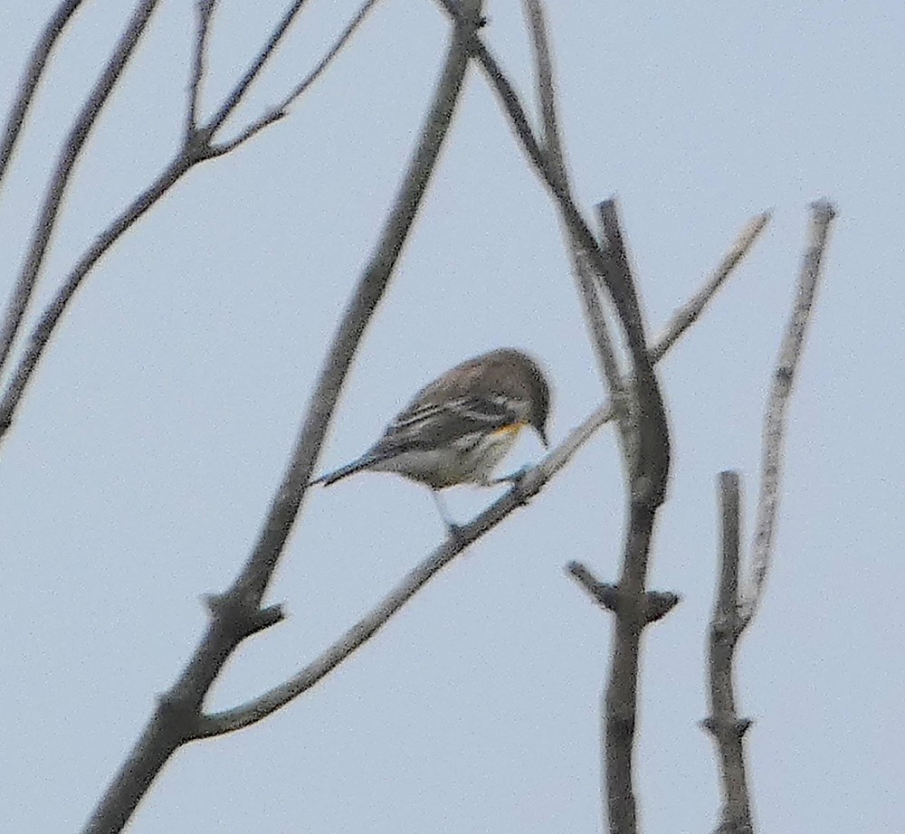 Yellow-rumped Warbler