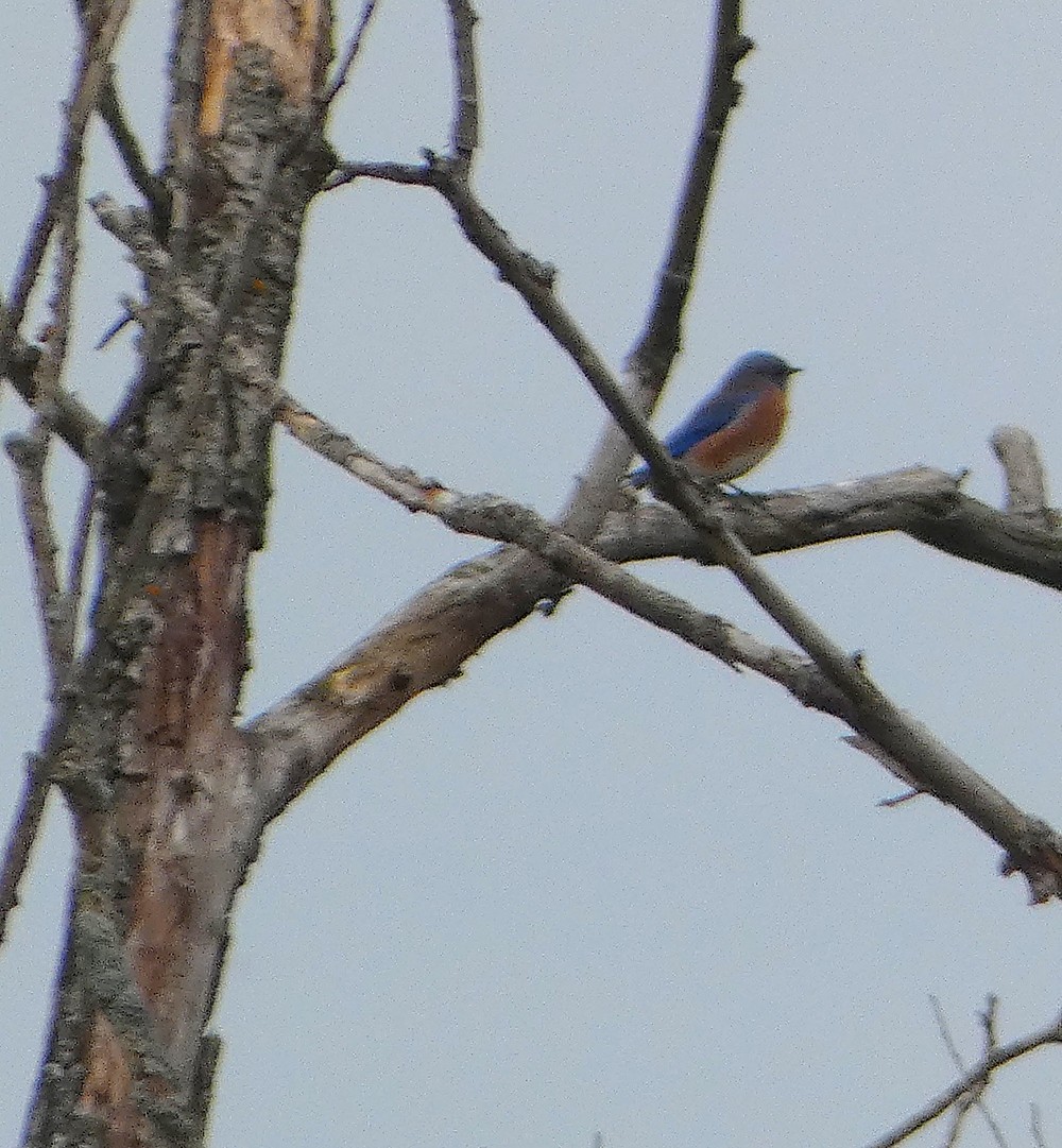 Eastern Bluebird