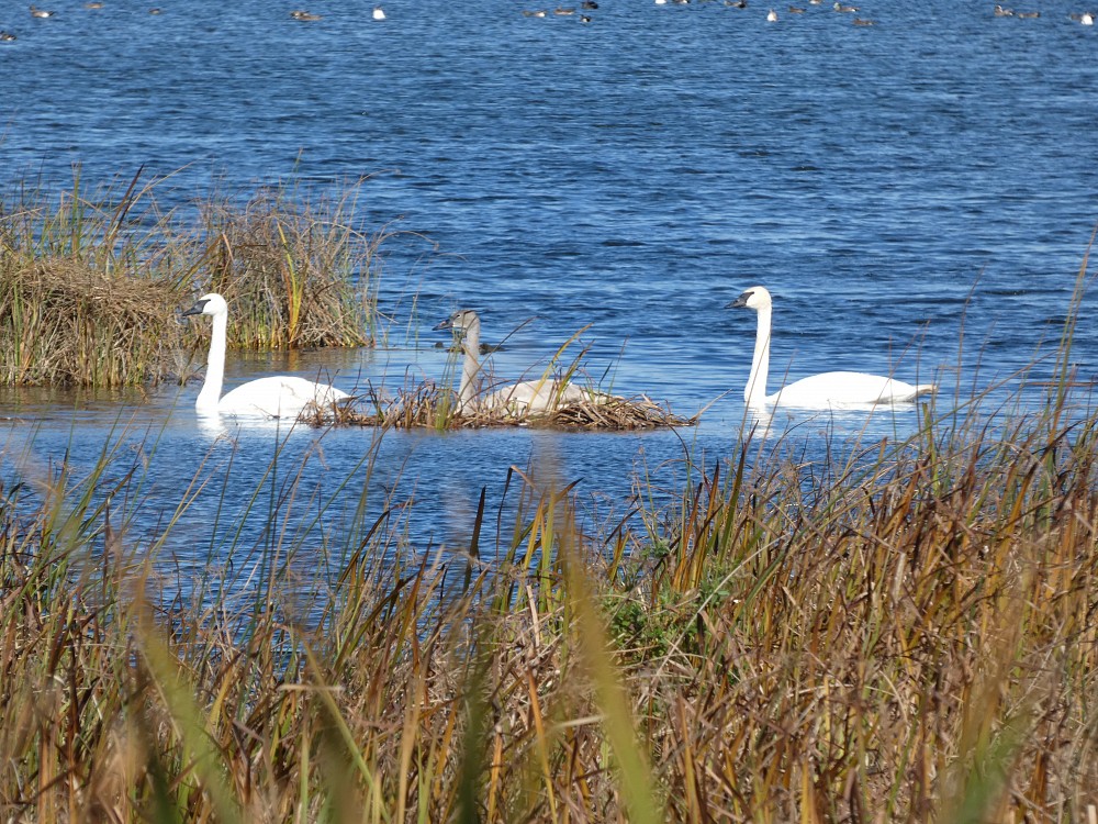 Cisne-trompeteiro