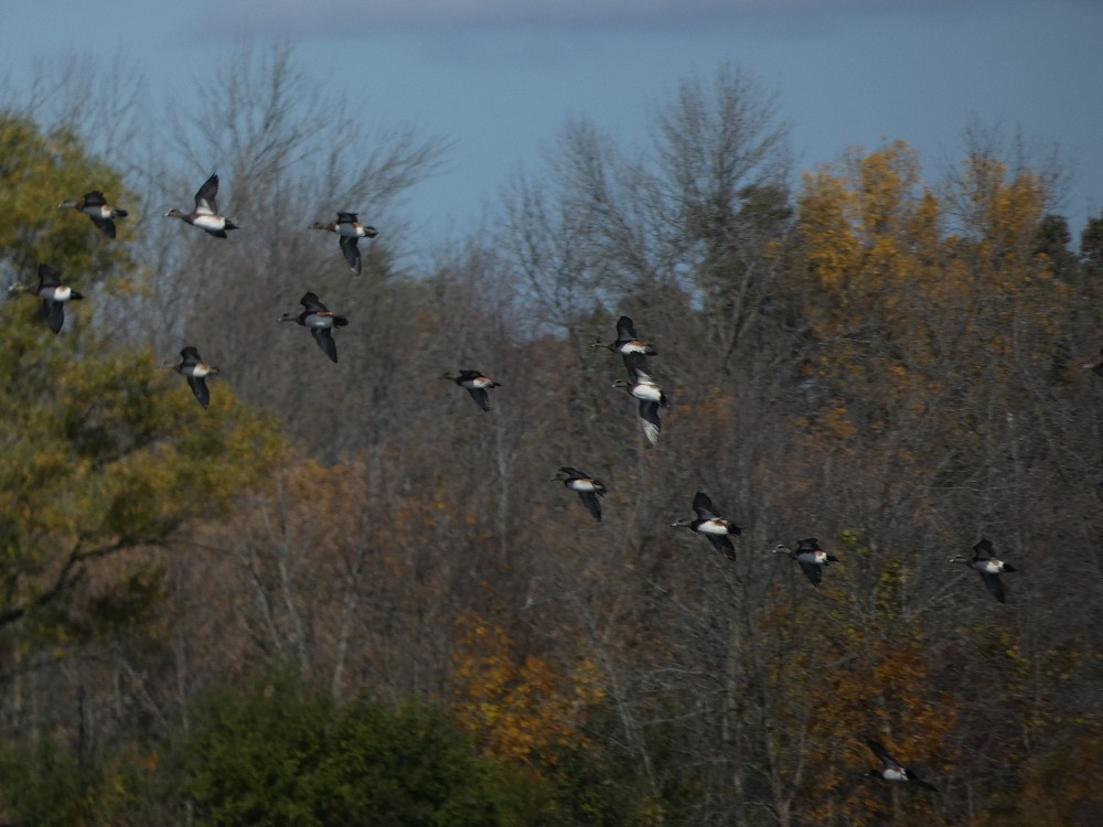 American Wigeon