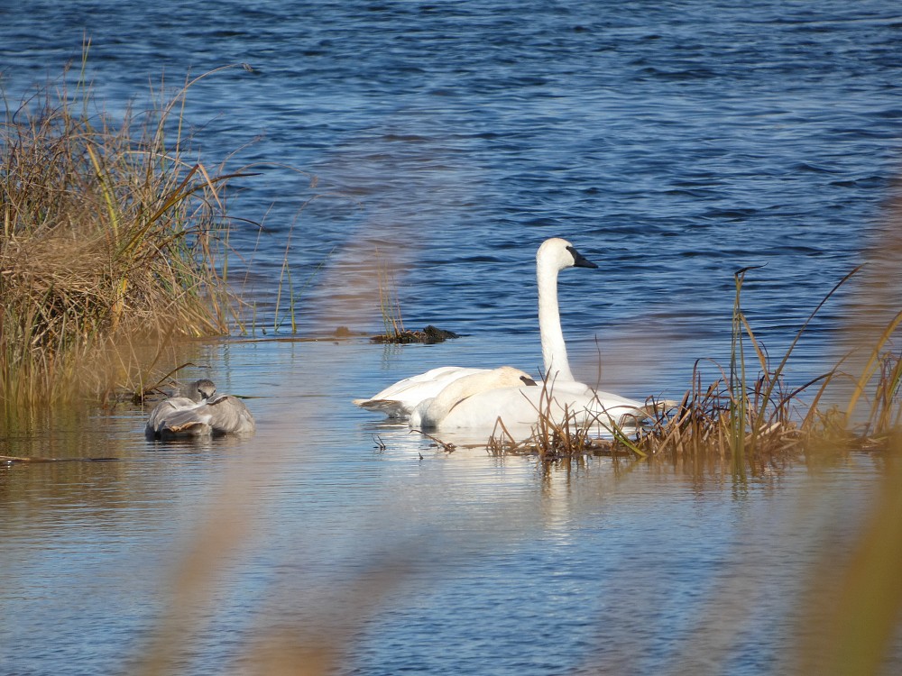 Cisne trompetero