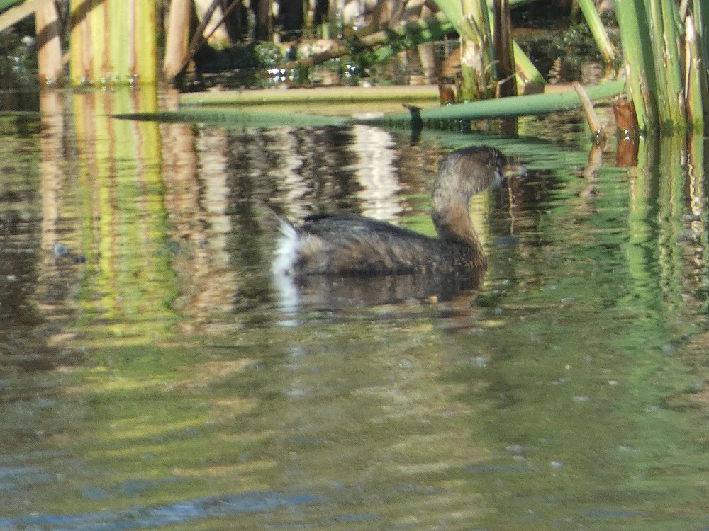 Pied-billed Grebe