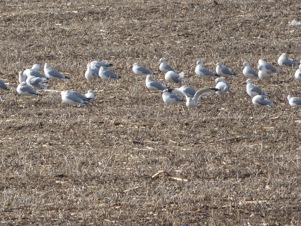 Ring-billed Gull