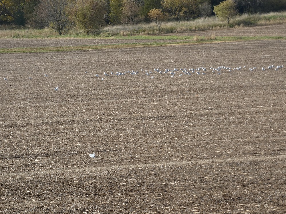 Ring-billed Gull