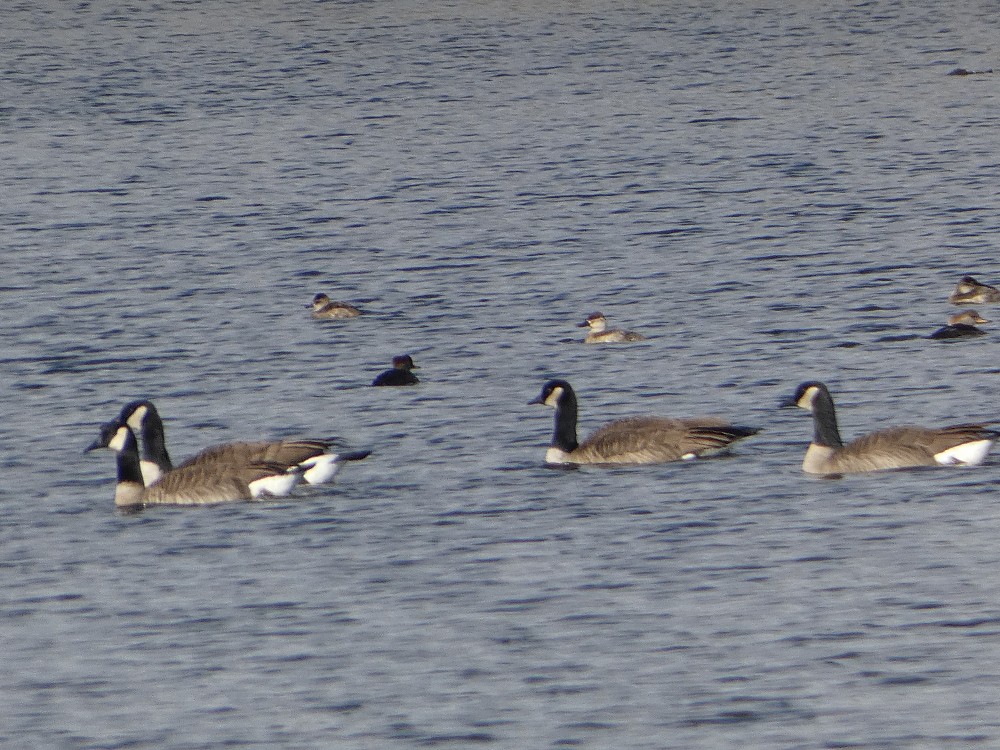 Canada Goose