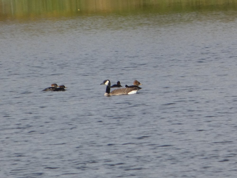 Common Merganser