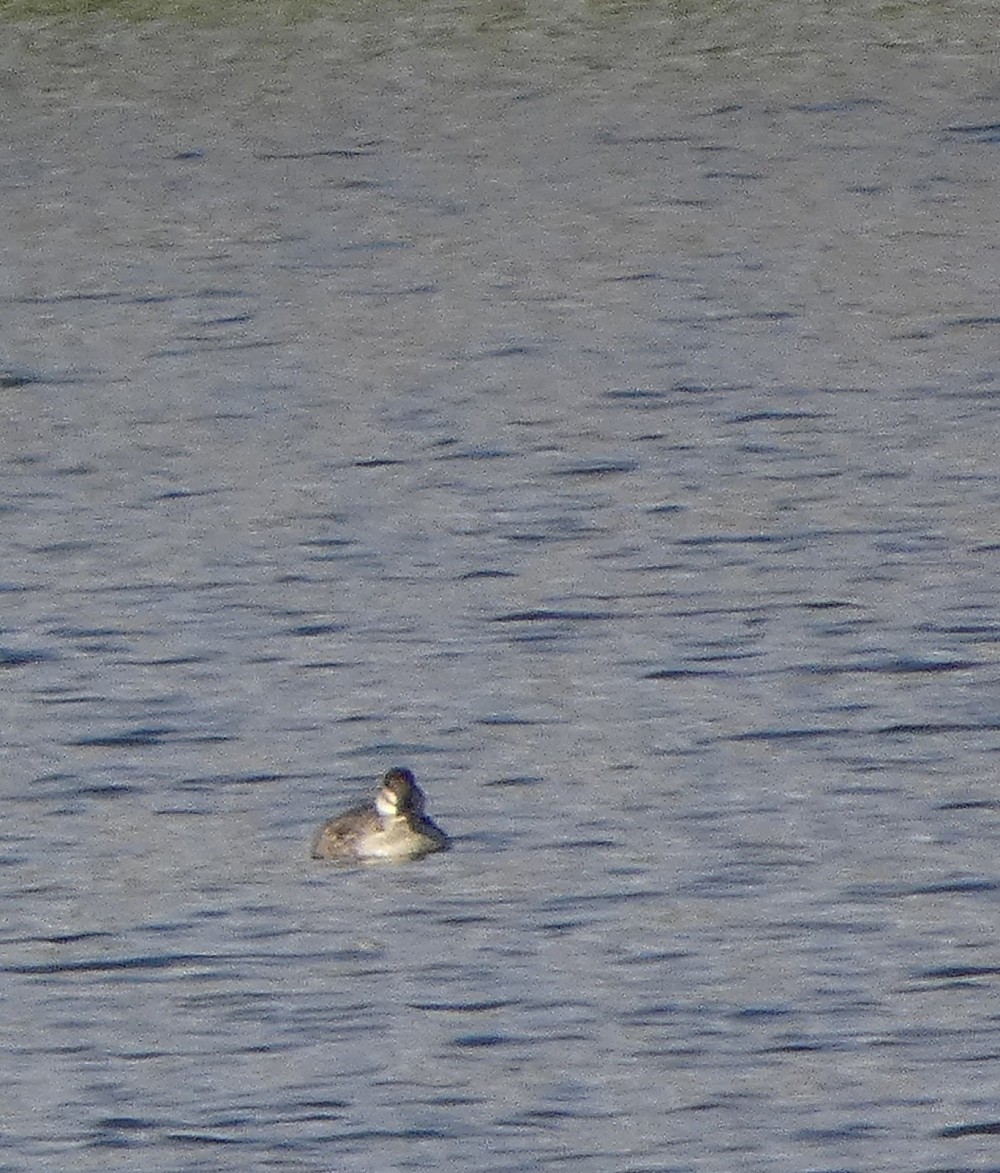 Ruddy Duck