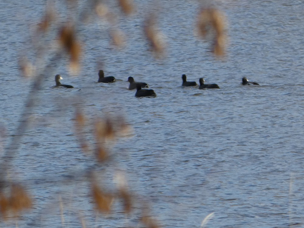 American Coot