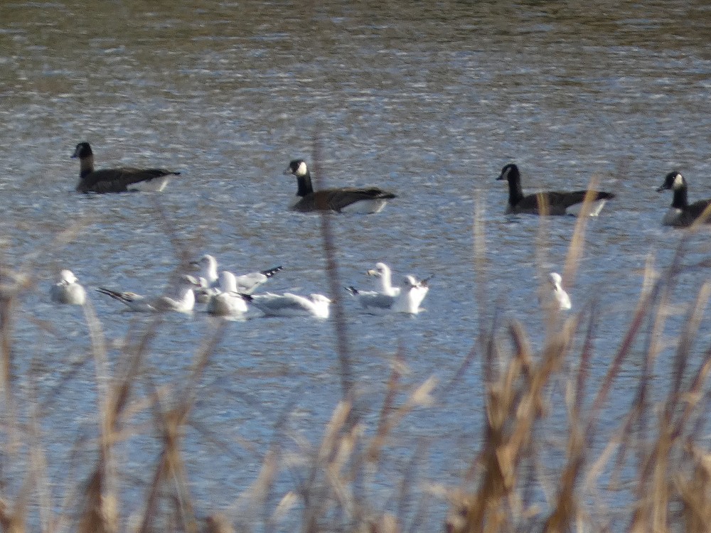 Gaivota de Delaware