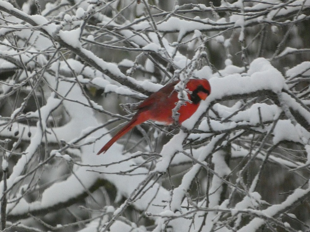 Northern Cardinal