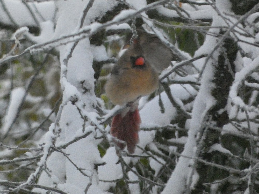 Cardinale settentrionale