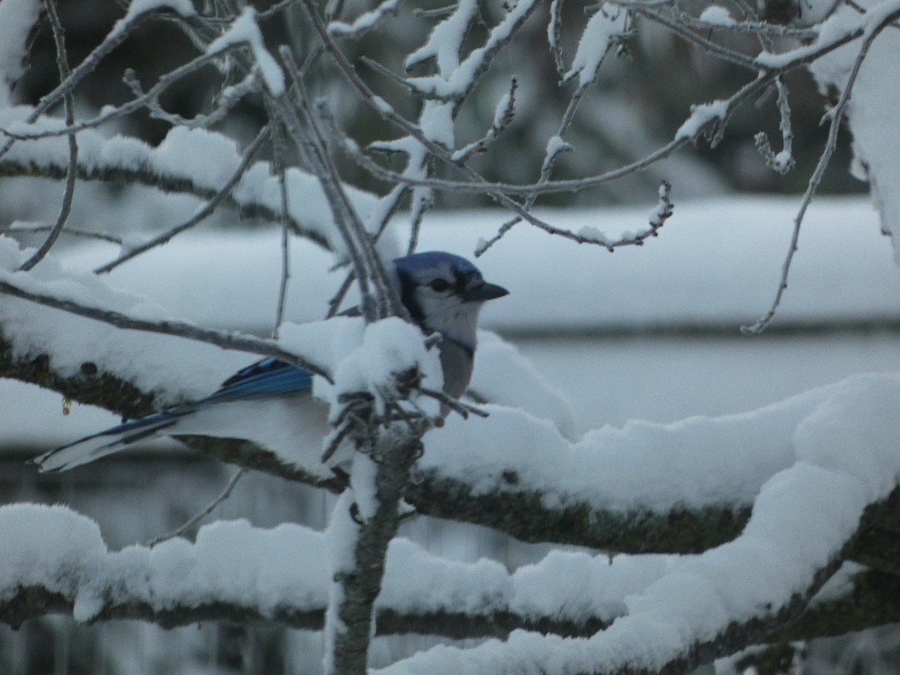 Blue Jay