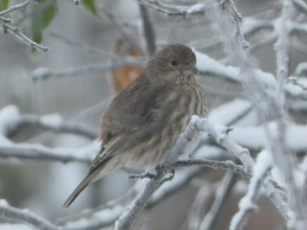 House Finch