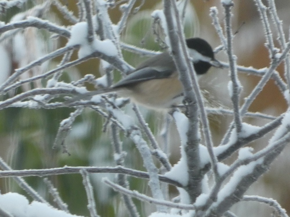 Mésange à tête noire