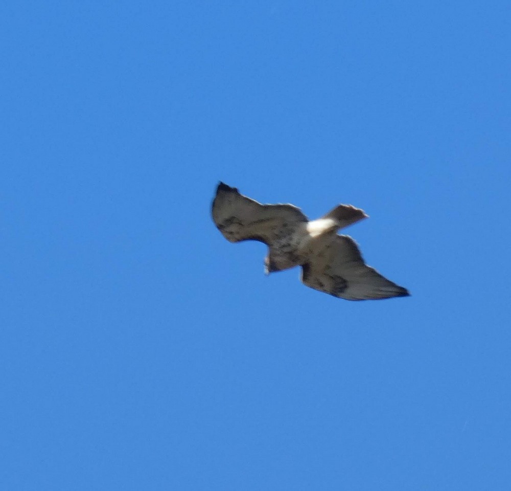 Red-tailed Hawk