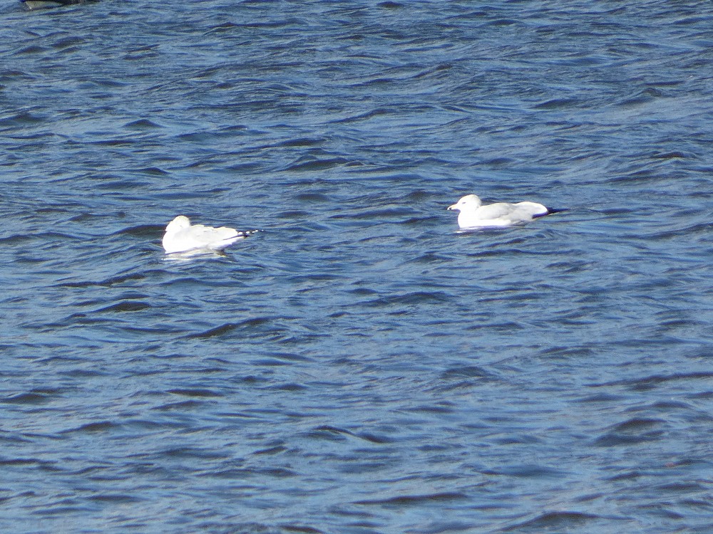 Gaviota de Delaware