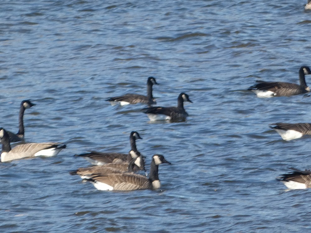 Canada Goose