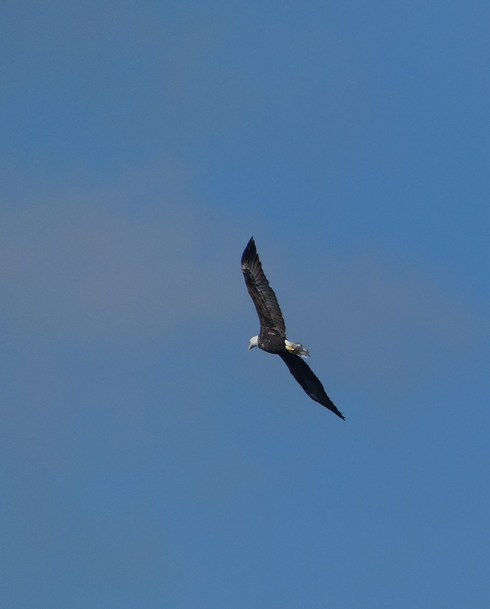 Weißkopf-Seeadler