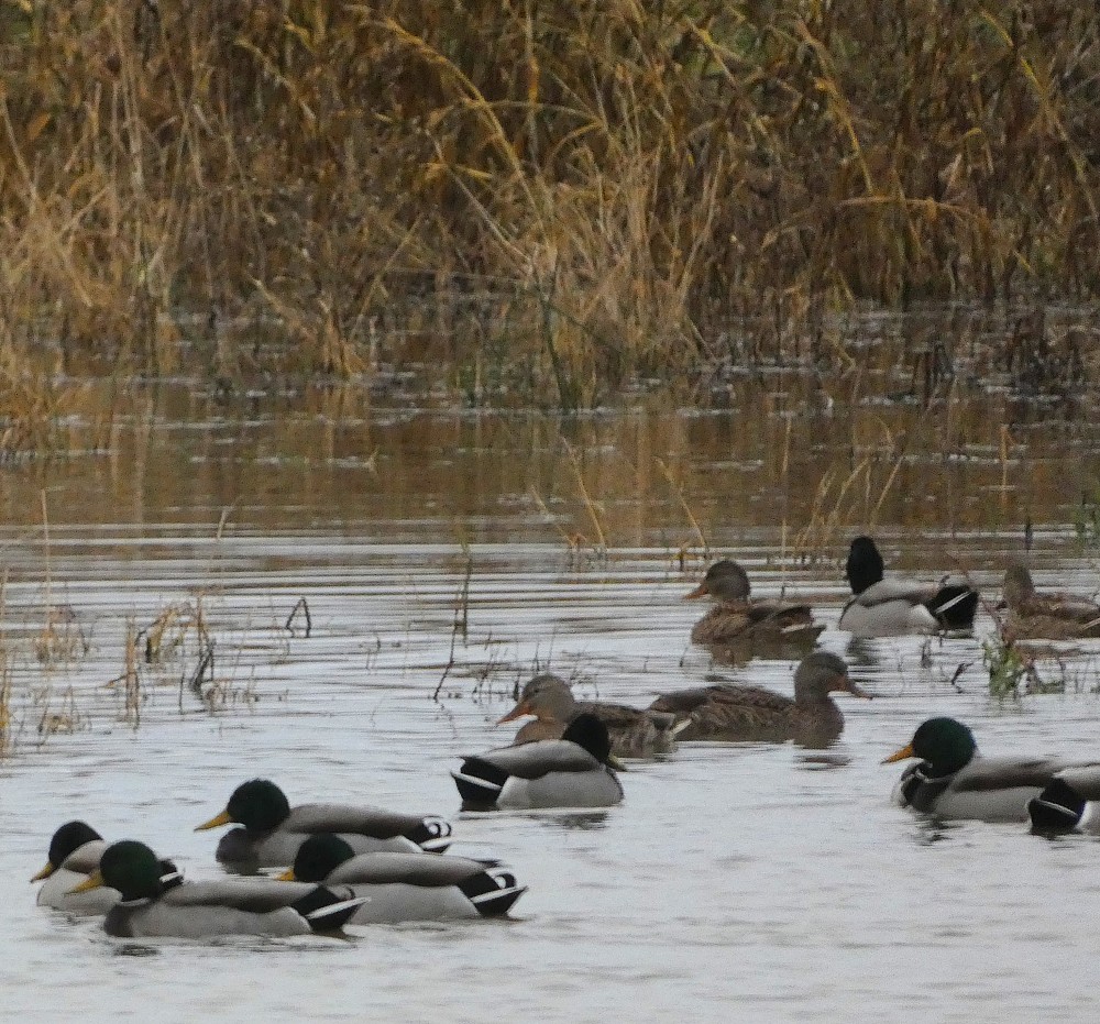 Canard colvert