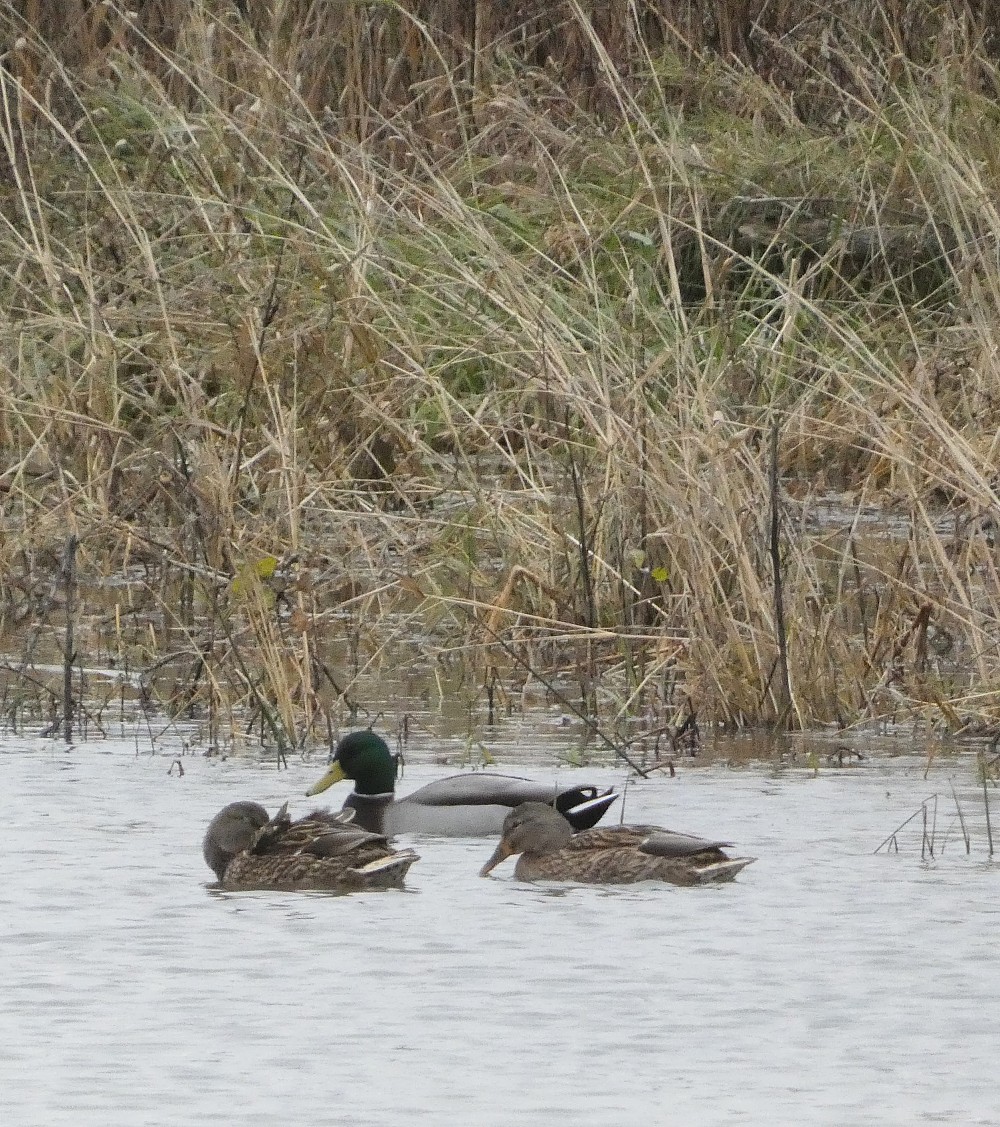 Canard colvert