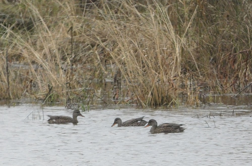 Canard chipeau