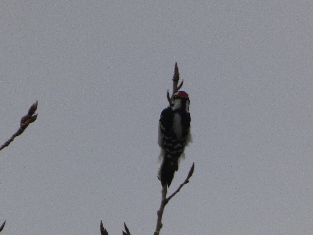 Downy Woodpecker