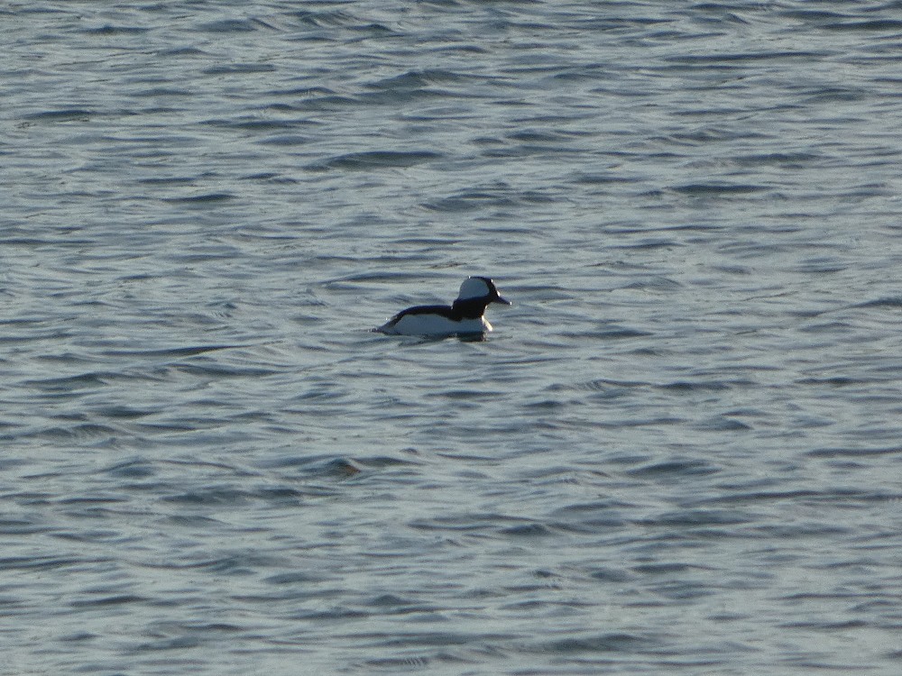 Bufflehead