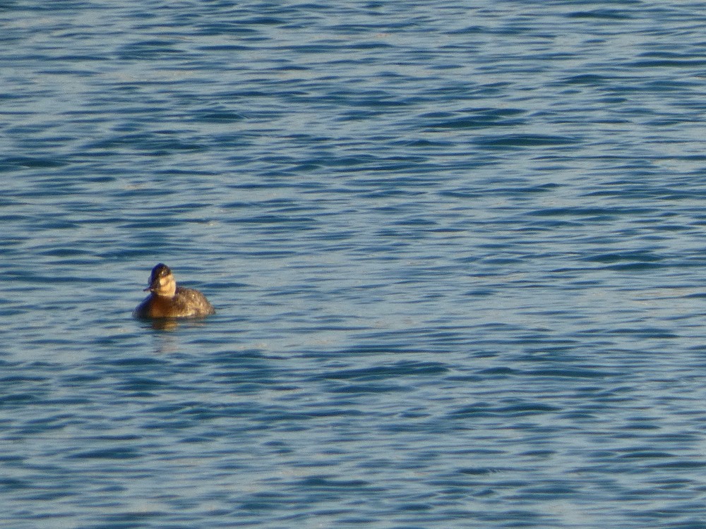 Érismature rousse