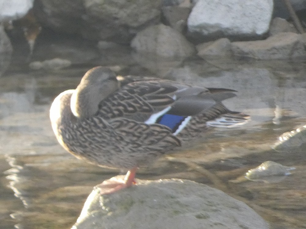 Canard colvert