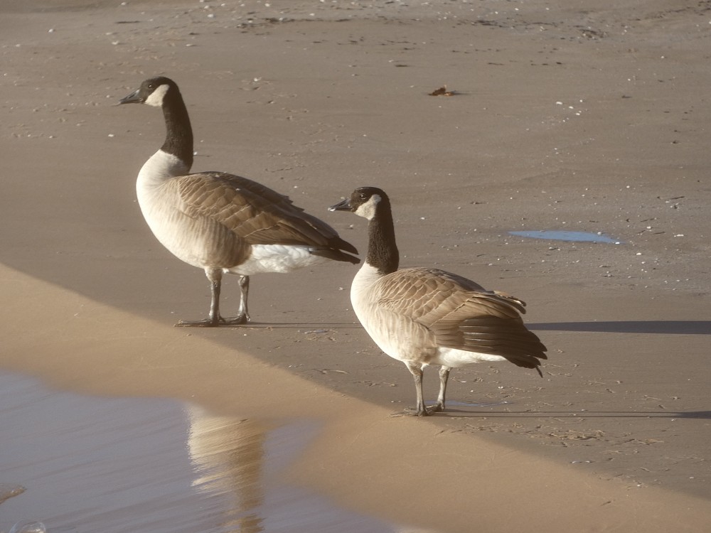 Canada Goose