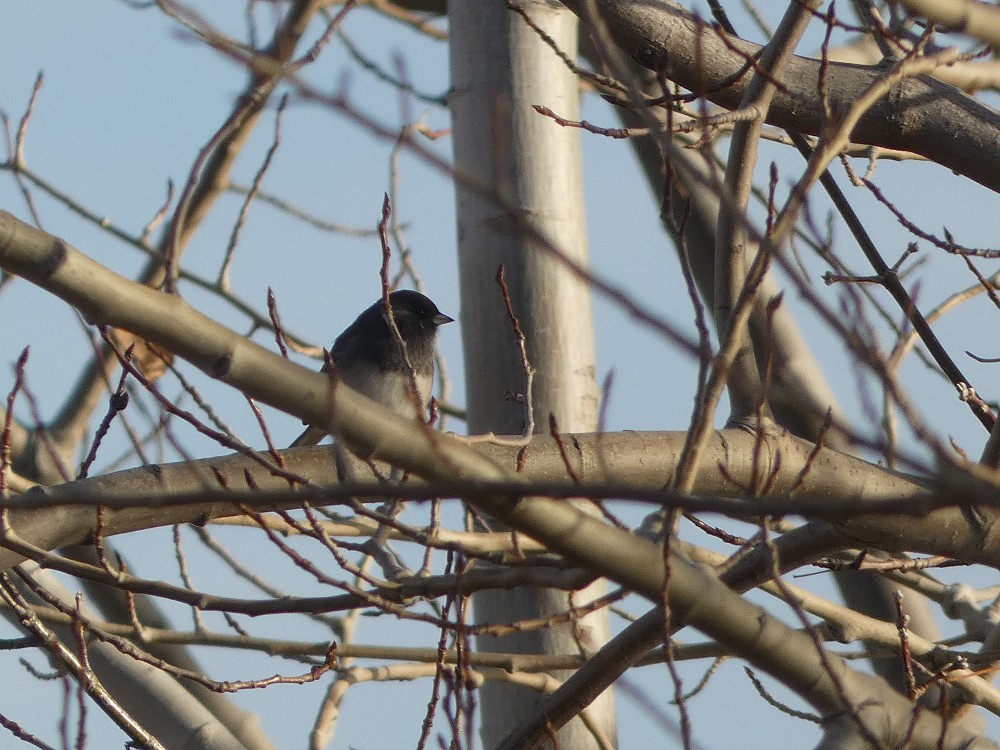 Junco ardoisé