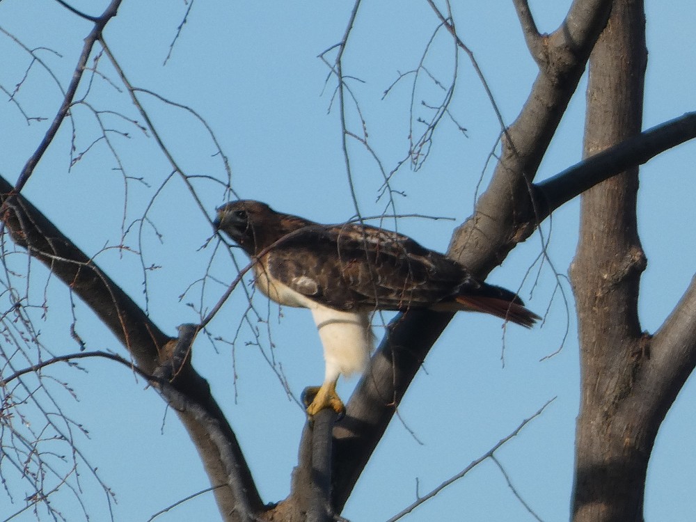 Red-tailed Hawk