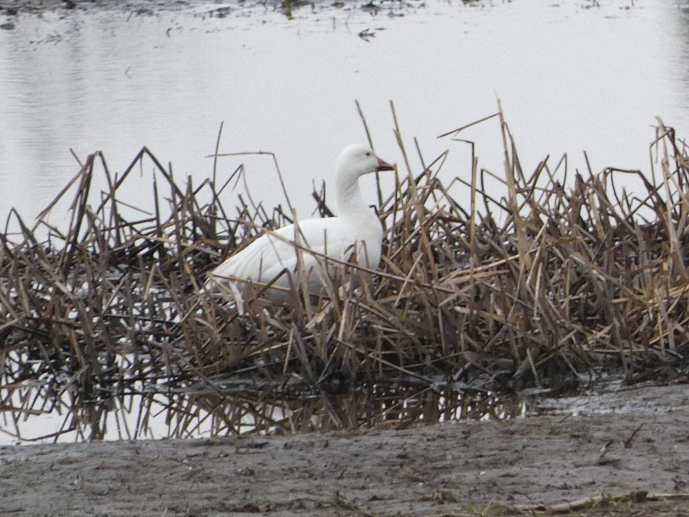 Snow Goose