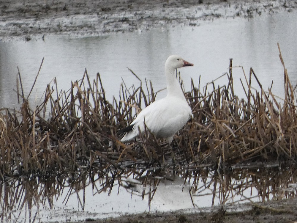 Snow Goose